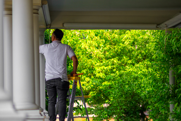 Professional wall painting